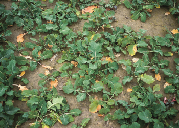 Mapa prognozowania zagrożenia suchą zgnilizną