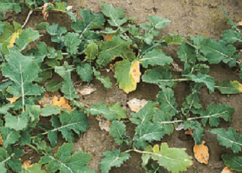 Liczne plamy chorobowe na liściach rzepaku – komunikat IOR