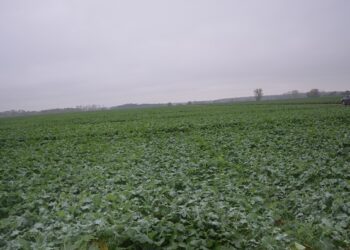 Kondycja roślin rzepaku a termin siewu – sezon 2020/21