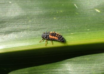 Organizmy pożyteczne w walce ze szkodnikami upraw