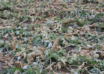 Lustracja poletek w Spytkówkach 23.02.2021 r. (woj. wielkopolskie)