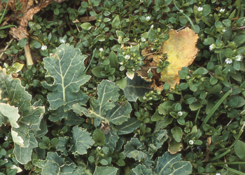 Zwalczanie chwastów w rzepaku wiosną