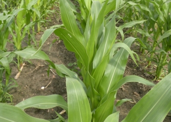 Lumiposa 625 FC do zaprawiania nasion kukurydzy