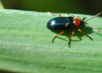 Pierwsze skrzypionki na pszenicy