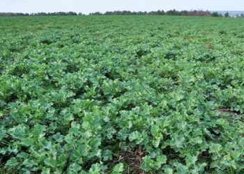 Ochrona rzepaku ozimego wiosną 2021 roku