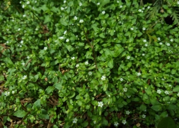 Gwiazdnica pospolita Stellaria media