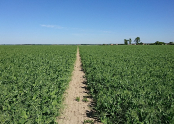 Groch ozimy – co warto wiedzieć