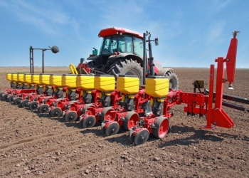 Kiedy siać kukurydzę?