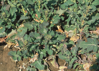 Bor dolistnie w rzepaku wiosną