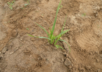 Chwastnica jednostronna Echinochloa crus-galli