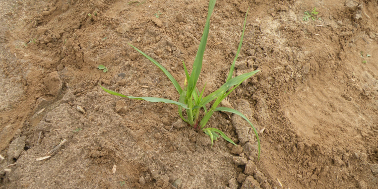 Chwastnica jednostronna – bardzo konkurencyjny chwast, ciepłolubny, masowo występuje zwłaszcza na polach nawożonych obornikiem; lubi gleby żyzne, bogate w azot i wapń