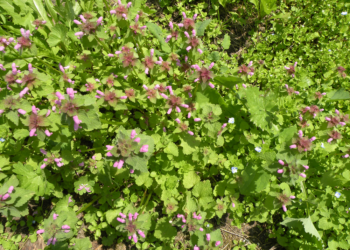 Jasnota purpurowa Lamium purpureum
