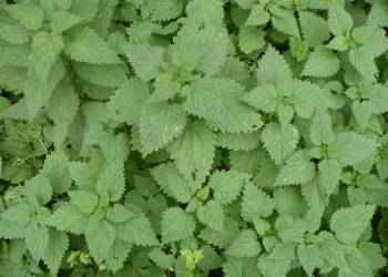 Pokrzywa zwyczajna Urtica dioica