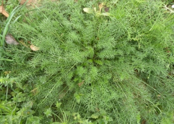 Krwawnik pospolity Achillea millefolium