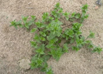 Przetacznik polny Veronica arvensis