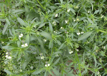 Fiołek polny Viola arvense