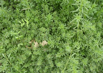 Przytulia czepna Galium aparine