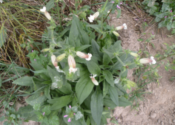 Bniec biały Melandrium album