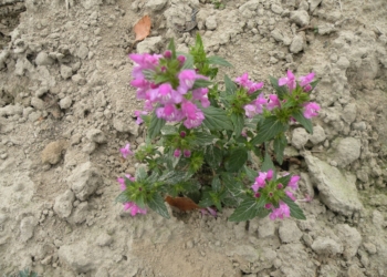Poziewnik szorstki Galeopsis tetrahit