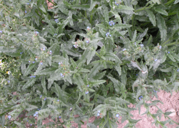 Farbownik polny syn. krzywoszyj polny Anchusa arvensis