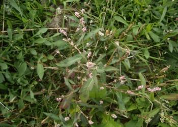 Rdest plamisty Polygonum persicaria