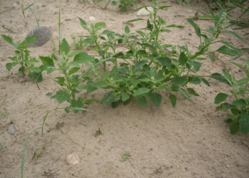 Komosa biała Chenopodium album