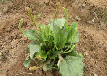 Babka zwyczajna Plantago major