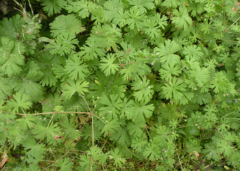 Bodziszek drobny Geranuim pusillum