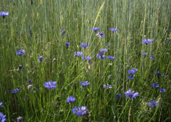 Chaber bławatek Centaurea cyanus