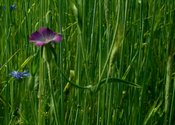 Kąkol polny Agrostemma githago