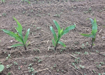 Jak wesprzeć wzrost i zmaksymalizować absorpcję fosforu?