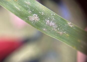 Komunikat IOR – choroby w pszenicy ozimej