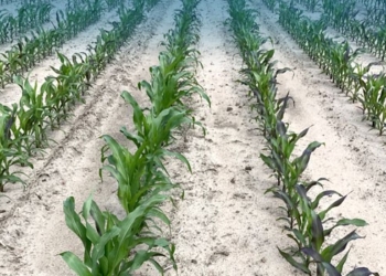 Skuteczne odchwaszczanie a wysoki plon kukurydzy