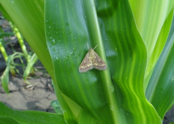 Pułapka świetlna do odłowu owadów