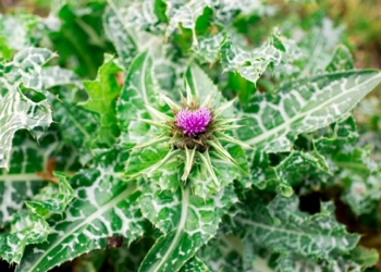 Ostropest plamisty – uprawa