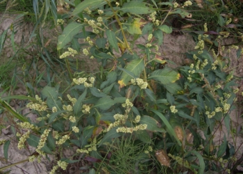 Rdest szczawiolistny dawniej rdest kolankowy Polygonum lapathifoliu