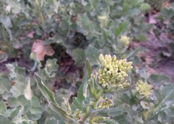 Masowy nalot słodyszka – komunikat IOR 20.04.2021