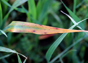 Brunatna plamistość liści pszenicy