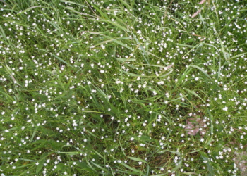 Sporek polny Spergula arvensis