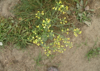 Rzodkiew świrzepa Raphanus raphanistrum