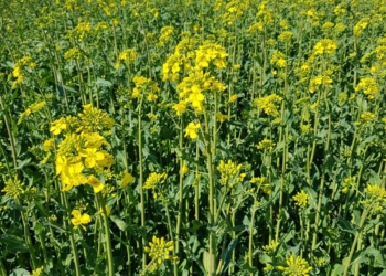 Ochrona rzepaku w czasie kwitnienia