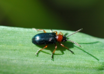 Skrzypionki – szkodniki zbóż