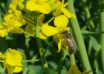 Światowy Dzień Pszczół