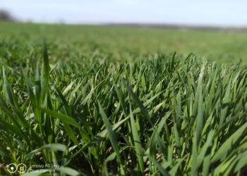 Zimotrwałość pszenicy ozimej