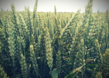 Odmiany chlebowe pszenicy