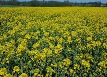 Zabieg na opadający płatek w rzepaku