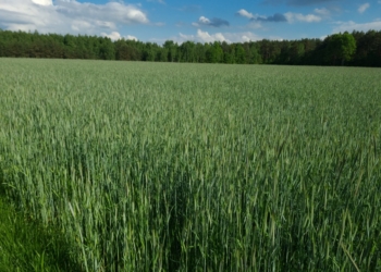 Choroby zbóż – komunikat IOR 27.05.2021