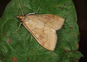 Omacnica prosowianka – komunikat IOR