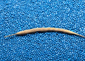 Zaprawianie do wzrostu