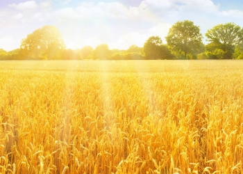 Komunikat dotyczący desykacji zbóż